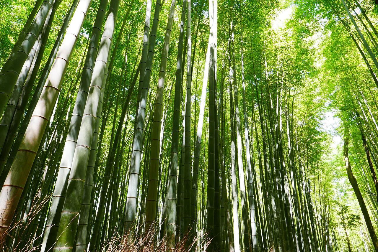 bamboo, japan, kyoto-2074751.jpg